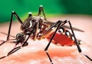 casos de dengue y malaria, nicaragua, ministerio de la salud