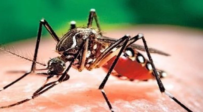 casos de dengue y malaria, nicaragua, ministerio de la salud