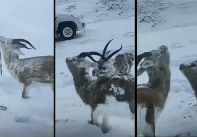 animales congelados, Noruega, frio, ola de frio, tormenta invernal, captan, nieve, temperaturas extremas, bajo cero, temperaturas,