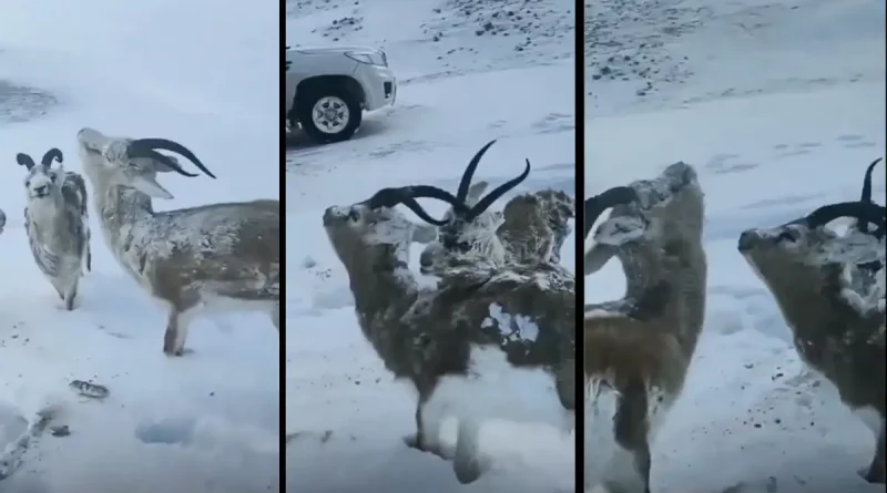 animales congelados, Noruega, frio, ola de frio, tormenta invernal, captan, nieve, temperaturas extremas, bajo cero, temperaturas,