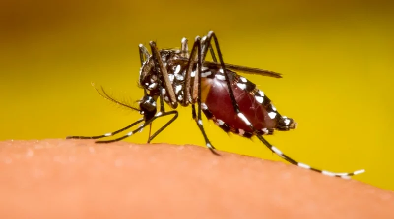 casos de dengue, neumonia, minsa, nicaragua