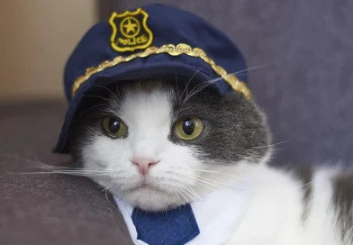 gato, valiente, ataque en plena navidad