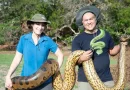 descubrimiento, descubren, anaconda gigante, más grande y pesada del mundo, selva amazónica, serpiente, anaconda verde del norte,