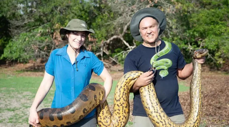 descubrimiento, descubren, anaconda gigante, más grande y pesada del mundo, selva amazónica, serpiente, anaconda verde del norte,