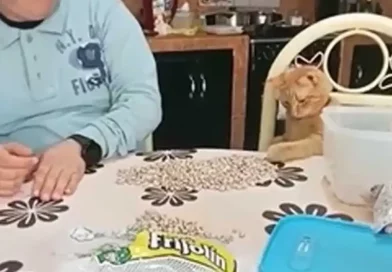 gatito, felino, redes, sensación, limpia frijoles, ayuda, limpiar frijoles, dueña, tiktok,