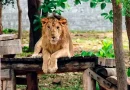 hombre, muere, pierde la vida, devorado, intentar, tomarse selfie, entra a jaula, zoológico, India,