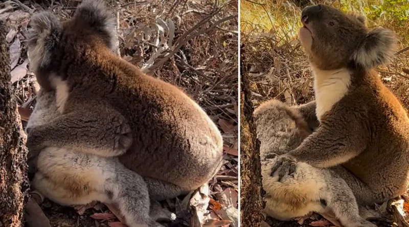 koala, llora, duelo, koala macho, perdida de su pareja, muerte, pareja, compañera, redes, conmueve, Australia, rescatistas, voluntarios, captan,