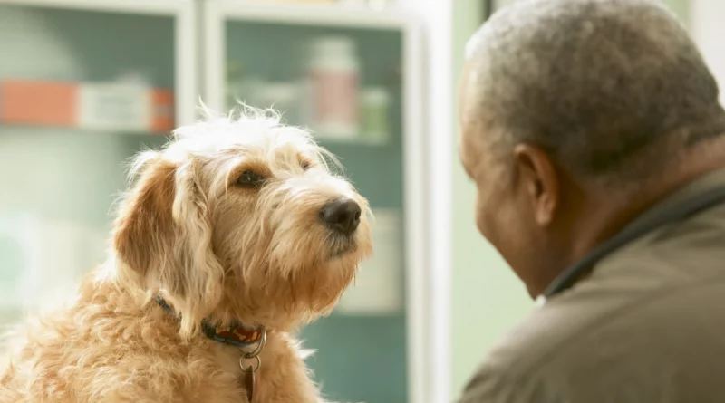 internacional, enferma de parkinson, perros