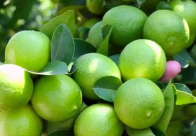 producción, cítricos, producción nacional, Nicaragua, aumento, desarrollo, limón, naranja, cultivo cítrico,