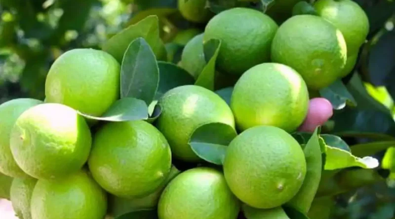 producción, cítricos, producción nacional, Nicaragua, aumento, desarrollo, limón, naranja, cultivo cítrico,