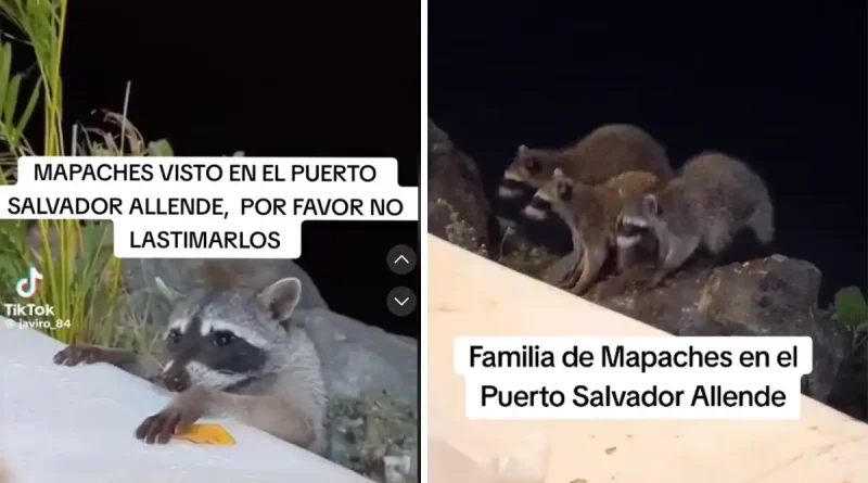 familia de mapaches, adorable familia de mapaches mapaches, Puerto Salvador Allende, Managua, aparece, redes, atención, escenario,
