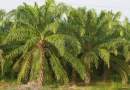 nicaragua, producción, palma aceitera, producción, cosecha, consumo, comercio, nicaragua,