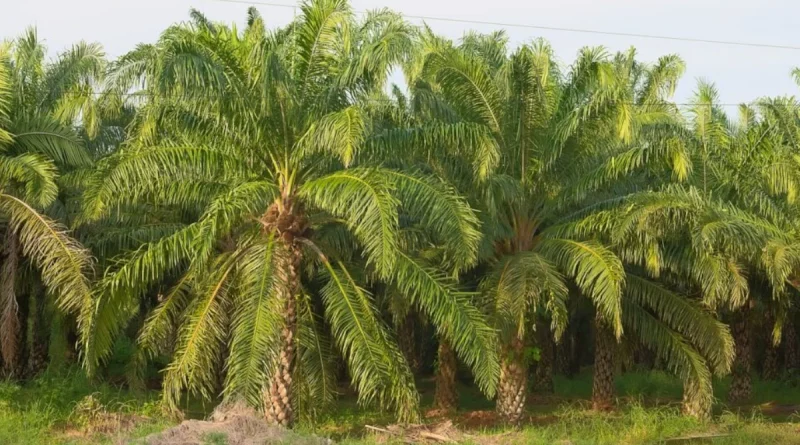 nicaragua, producción, palma aceitera, producción, cosecha, consumo, comercio, nicaragua,