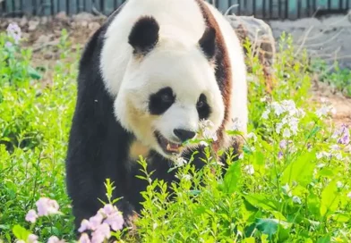 oso panda, pandas, china ,beijing, Bai Tian,