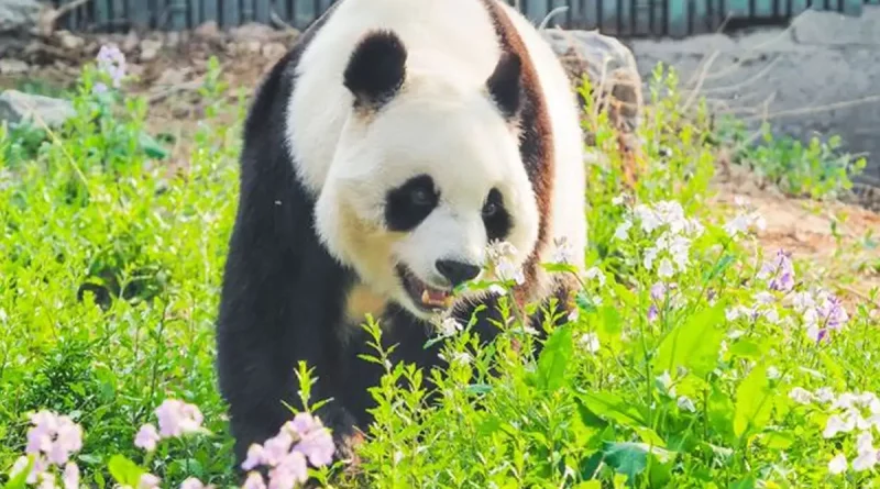 oso panda, pandas, china ,beijing, Bai Tian,