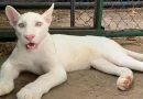itzae, puma albino, juigalpa, chontales, Zoológico Thomas Belt,