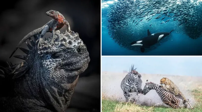 fotografías, naturaleza, animales, imágenes, revelación, galardonadas, concurso, certamen, World Nature Photography Awards 2024,