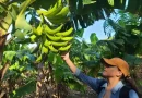 cultivo de platano, nicaragua, produccion de platano, platano, banano verde,