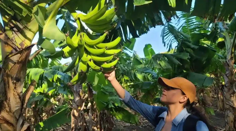cultivo de platano, nicaragua, produccion de platano, platano, banano verde,