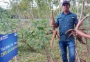 inta, managua, nicaragua, yucas, nuevas variedades, tecnologias agricolas, atractivo economico