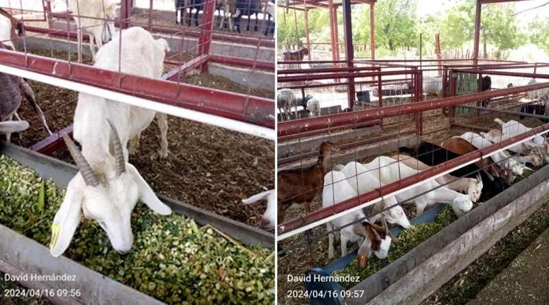 inta, managua, nicaragua, foro, nutricion de ovejas, cabras, tecnologias