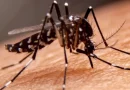 minsa, salud, influenza, ministerio de salud, nicaragua, Minsa, mosquito, influenza, leptospirosis, menos contagios, salud,