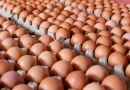consumo y comercio, huevos, nicaragua