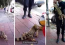 iguana, Colombia, hombre, conexión, Girón, animales, redes, redes sociales, iguana gigante,