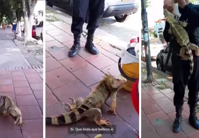 iguana, Colombia, hombre, conexión, Girón, animales, redes, redes sociales, iguana gigante,