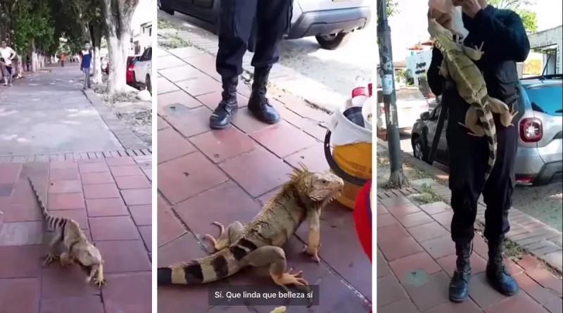 iguana, Colombia, hombre, conexión, Girón, animales, redes, redes sociales, iguana gigante,