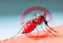 Nicaragua, dengue, batalla contra el dengue, resultados alentadores, crisis de salud, América Latina, zancudo, mosquito, mosquito transmisor del dengue