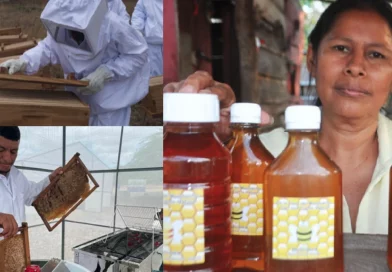 nicaragua, produccion de miel, managua, consumo
