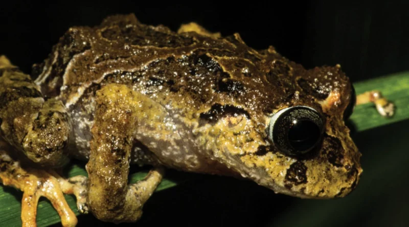 internacional, ecuador, anfibio, nueva especie, ecuador, rana espinosa