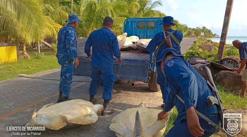 Ejército de Nicaragua, acompañó, INPESCA, ocuparon, tortugas verdes, Caribe,