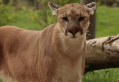 Puma, avistamiento, puma nadando, Río San Juan, Nicaragua, MARENA, leones de montaña, Puma concolor, animales, video, espectacular,