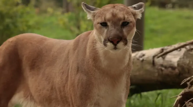 Puma, avistamiento, puma nadando, Río San Juan, Nicaragua, MARENA, leones de montaña, Puma concolor, animales, video, espectacular,