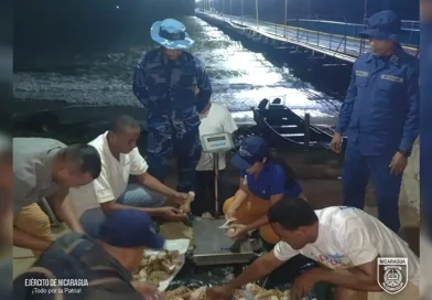 productos marinos, Fuerza Naval, Ejército de Nicaragua, incautó, Puerto Cabezas, ocupó, trasladado de manera ilegal,