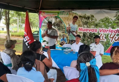 nicaragua, inta, productores, quequisque, malanga