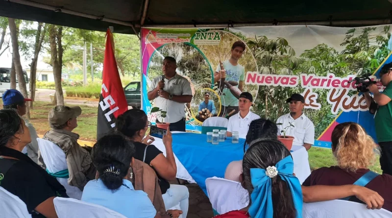 nicaragua, inta, productores, quequisque, malanga