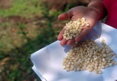 inta, semillas hibridas de maíz, mateare, productores, managua, mateare