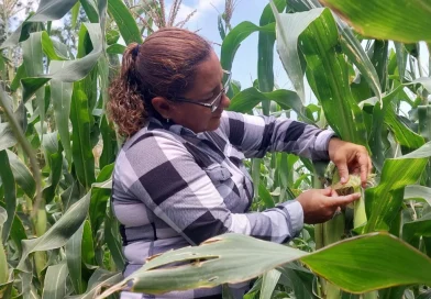 inta, nicaragua, maiz, mejoras, cultivo de maiz, managua