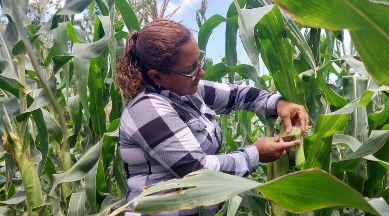 inta, nicaragua, maiz, mejoras, cultivo de maiz, managua