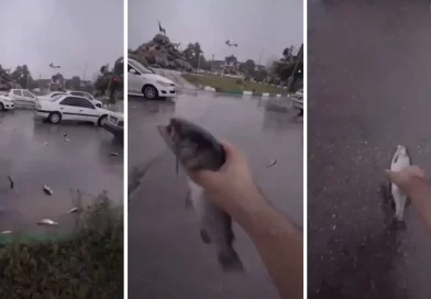 lluvia de peces, lluvia de animales, fenómeno metereológico, Irán, ciudad Yasuj, fenómeno atmosférico, vehículos,