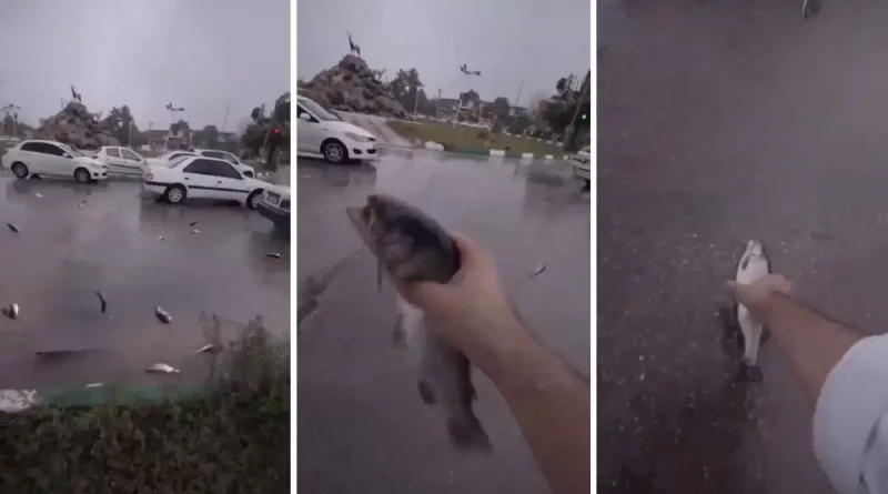 lluvia de peces, lluvia de animales, fenómeno metereológico, Irán, ciudad Yasuj, fenómeno atmosférico, vehículos,