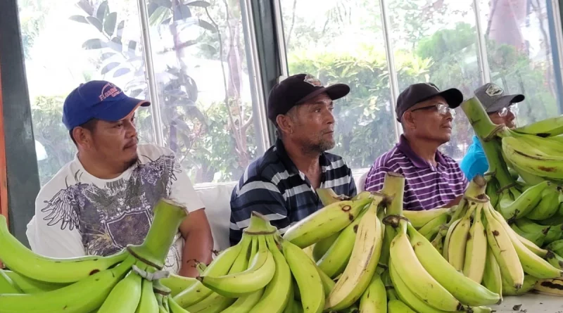 mefcca, nicaragua, productores, plátano, rivas