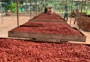 nicaragua, sistema de produccion, cacao,