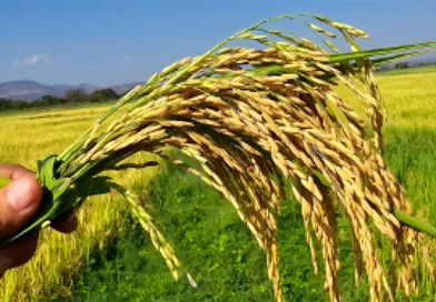 arroz, nicaragua, sistema de produccion,