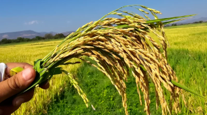 arroz, nicaragua, sistema de produccion,