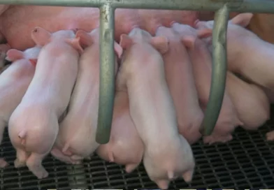 nicaragua, estudio nacional, hato porcino, comercio, consumo, producción