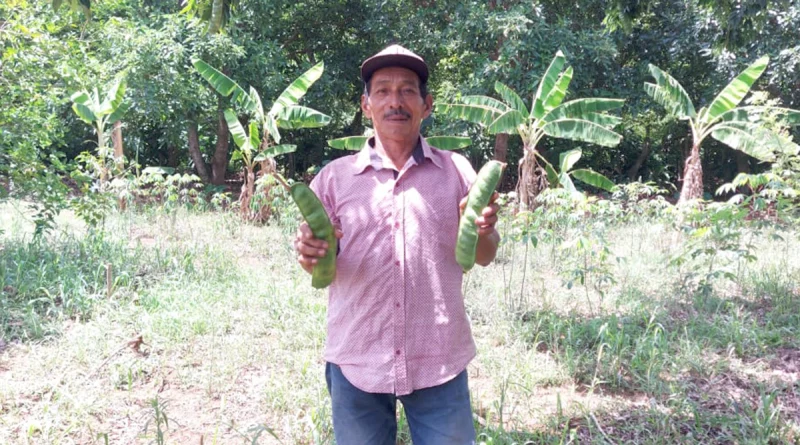 nicaragua, masatepe, tisma, siembra, inta,